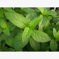 Menta