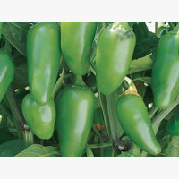 Étkezési paprika