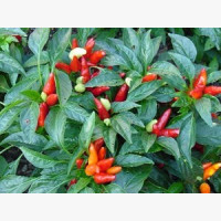Étkezési paprika