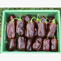 Étkezési paprika