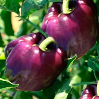 Étkezési paprika