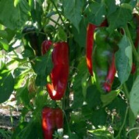 Étkezési paprika