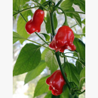Étkezési paprika
