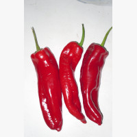Étkezési paprika