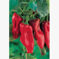 Étkezési paprika