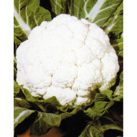 Karfiol