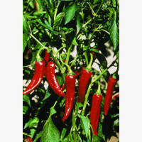 Fűszerpaprika