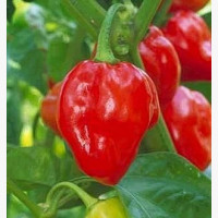 Chili paprika