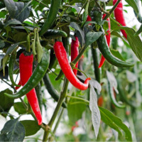Chili paprika