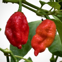 Chili paprika