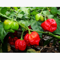 Chili paprika