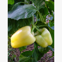 Étkezési paprika