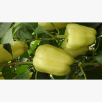 Étkezési paprika