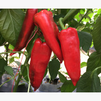 Étkezési paprika