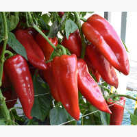 Étkezési paprika