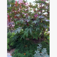 Ricinus 
