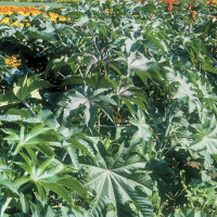 Ricinus 