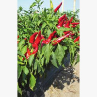 Fűszerpaprika