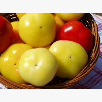 Étkezési paprika