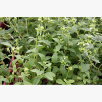 Stevia