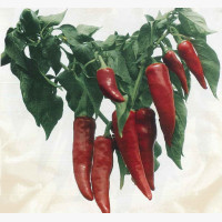 Fűszerpaprika