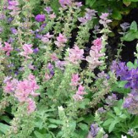 Tarkalevelű zsálya