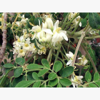 Moringa fa, tormafa