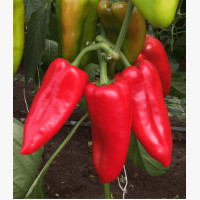 Étkezési paprika