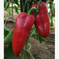 Étkezési paprika
