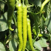 Étkezési paprika