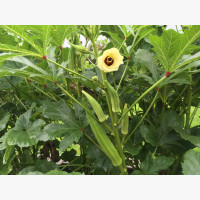 Okra