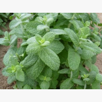 Menta