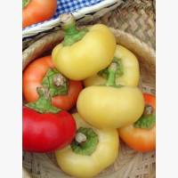 Étkezési paprika
