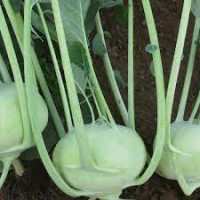 Karalábé