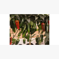 Étkezési paprika