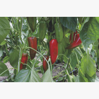 Étkezési paprika