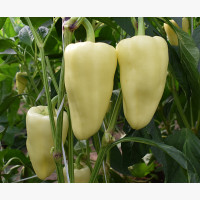 Étkezési paprika