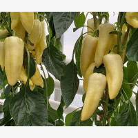 Étkezési paprika