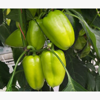 Étkezési paprika