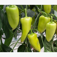 Étkezési paprika