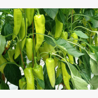 Étkezési paprika