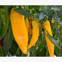 Étkezési paprika