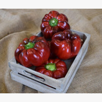 Étkezési paprika