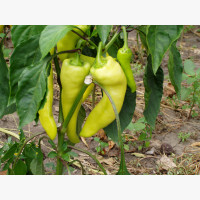 Étkezési paprika