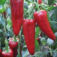 Étkezési paprika