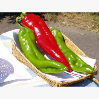 Étkezési paprika