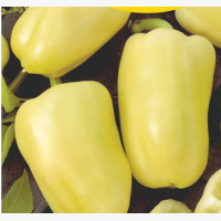 Étkezési paprika