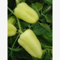 Étkezési paprika