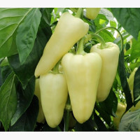 Étkezési paprika
