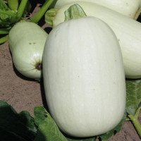Spárgatök, Főzőtök